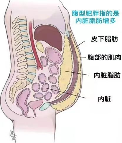 内脏脂肪
