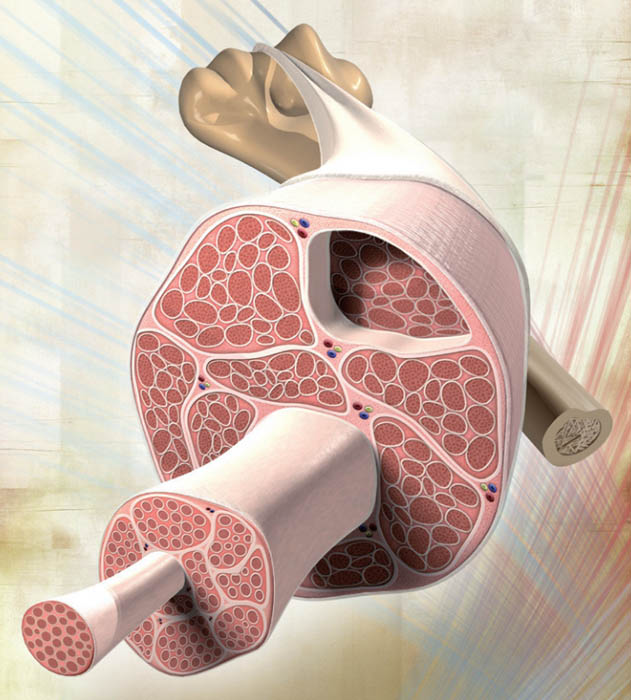 久坐之人应勤放松筋膜